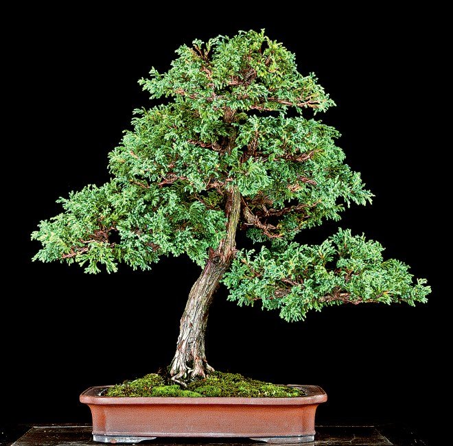 Cipreste-anão Valavanis de meio século é refinado e replantado nos Estados Unidos 1 Cipreste-anão Valavanis de meio século é refinado e replantado nos Estados Unidos - Imagem do artigo original