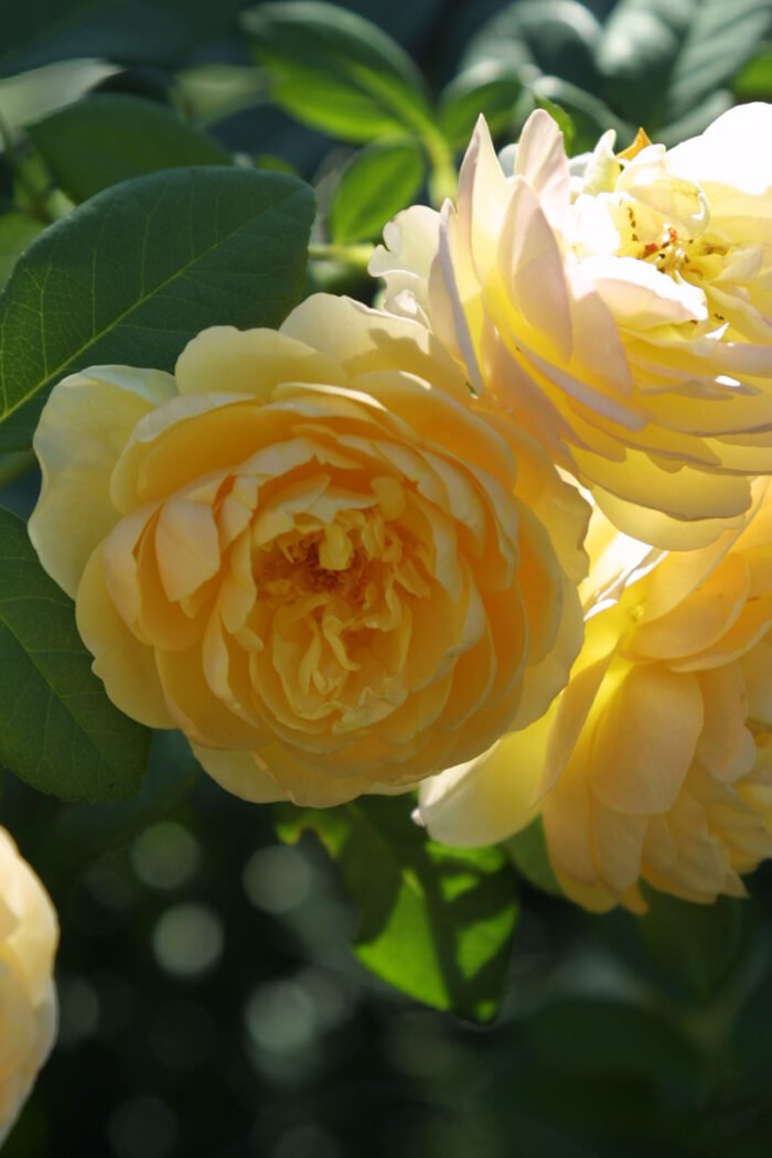 Episódio destaca variedades de rosas de baixa manutenção para jardins brasileiros 1 Episódio destaca variedades de rosas de baixa manutenção para jardins brasileiros - Imagem do artigo original