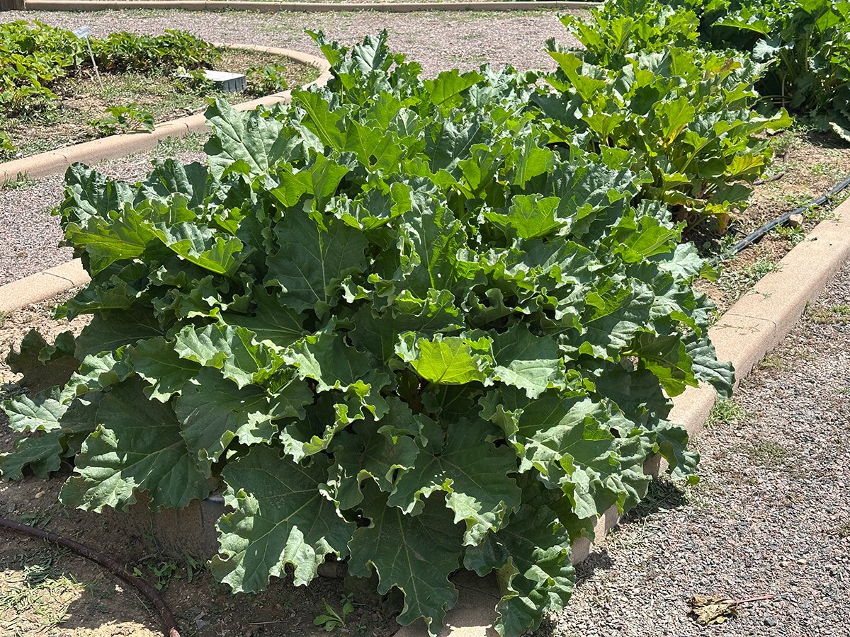 Hortas apostam em vegetais perenes para colheitas anuais e pouca manutenção 1 Hortas apostam em vegetais perenes para colheitas anuais e pouca manutenção - Imagem do artigo original