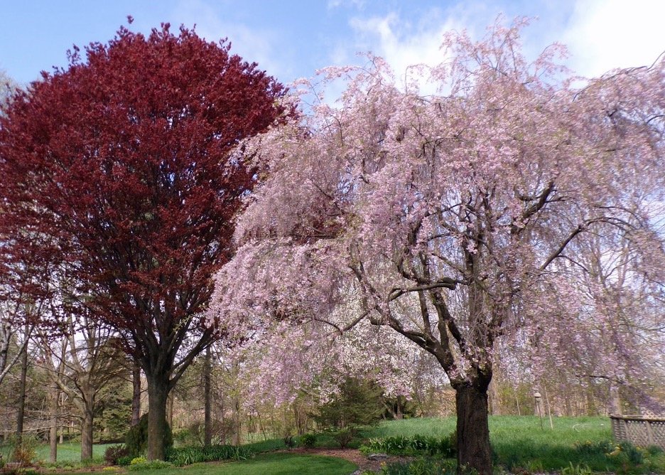 Primavera precoce destaca espécies raras no jardim de Dale Dailey, em Michigan 1 Primavera precoce destaca espécies raras no jardim de Dale Dailey, em Michigan - Imagem do artigo original