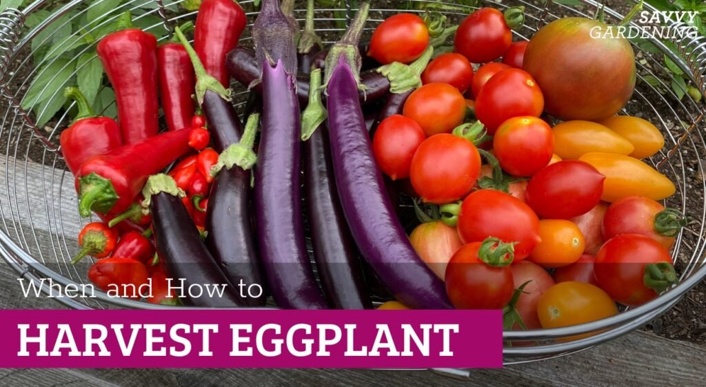 Momento certo de colher berinjela define qualidade e rendimento do cultivo 2 rss featured 14618 1753481913