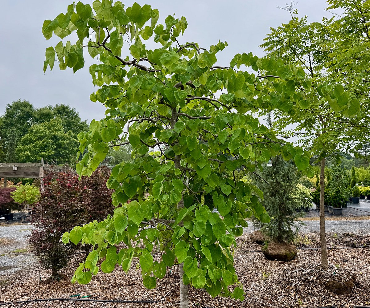 rss featured 14635 1753618304