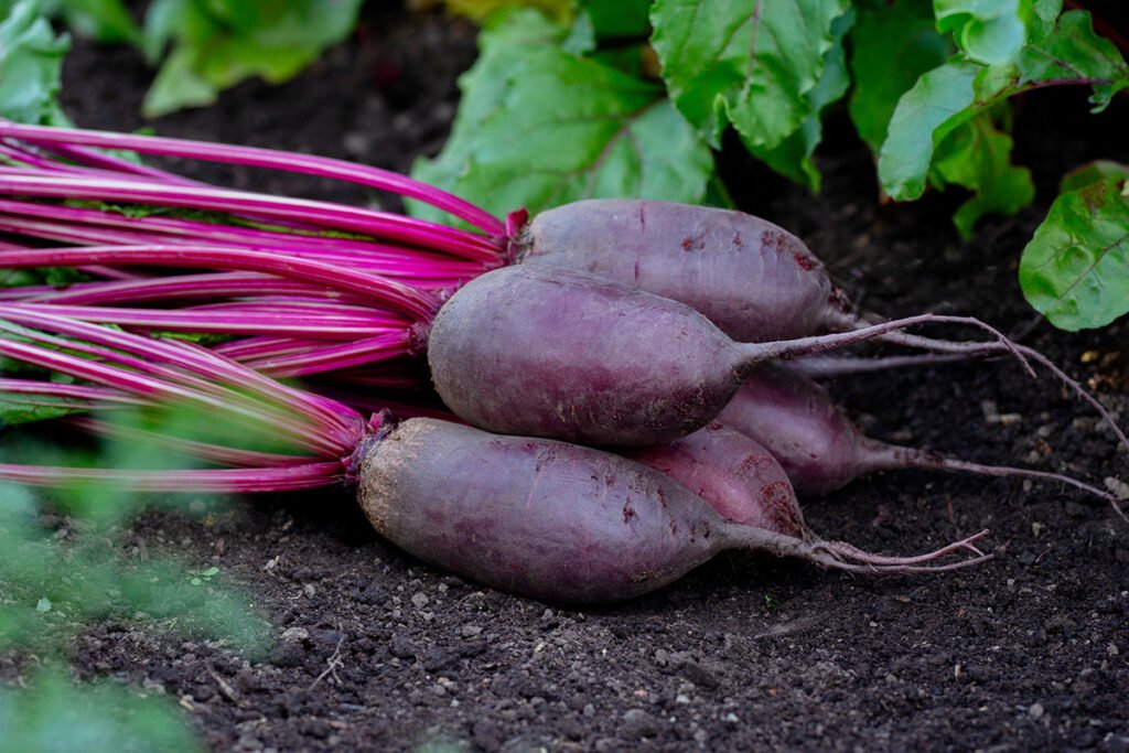 Beterraba: cultivo, manejo e variedades para colheitas saborosas 2 rss featured 14643 1753636213