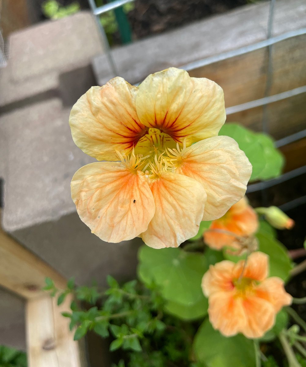 Flores impulsionam produtividade em horta caseira de Connecticut 1 Flores impulsionam produtividade em horta caseira de Connecticut - Imagem do artigo original