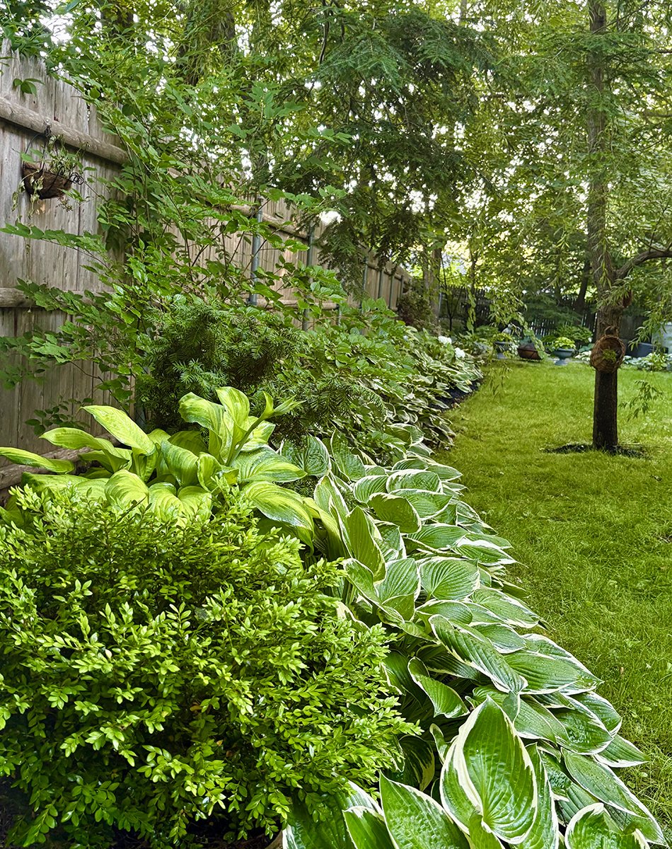 Jardim em Rhode Island revela evolução após cinco anos de cultivo intensivo - Imagem do artigo original