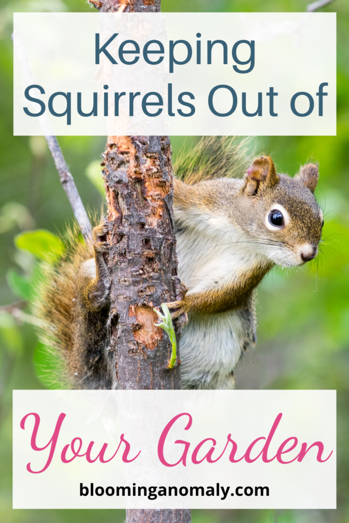 Técnicas práticas para manter esquilos longe das plantas e preservar o jardim - Imagem do artigo original