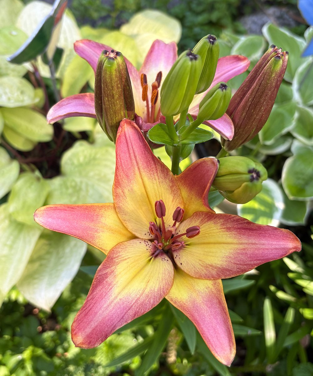 Destaques florais e folhagens do jardim de Carla no fim de junho - Imagem do artigo original