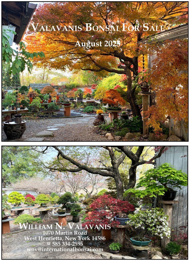 Colecionador anuncia venda de bonsais raros em agosto de 2025 - Imagem do artigo original