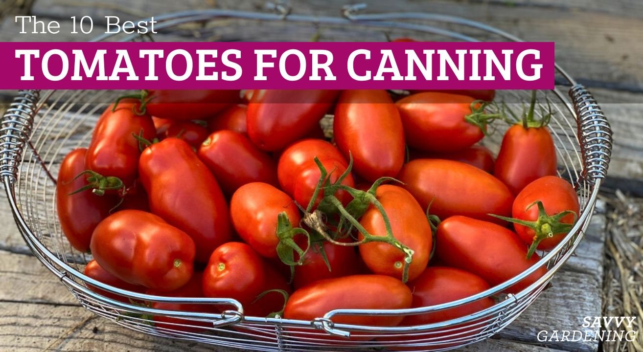 Variedades de tomate tipo plum dominam lista das melhores opções para conserva - Imagem do artigo original