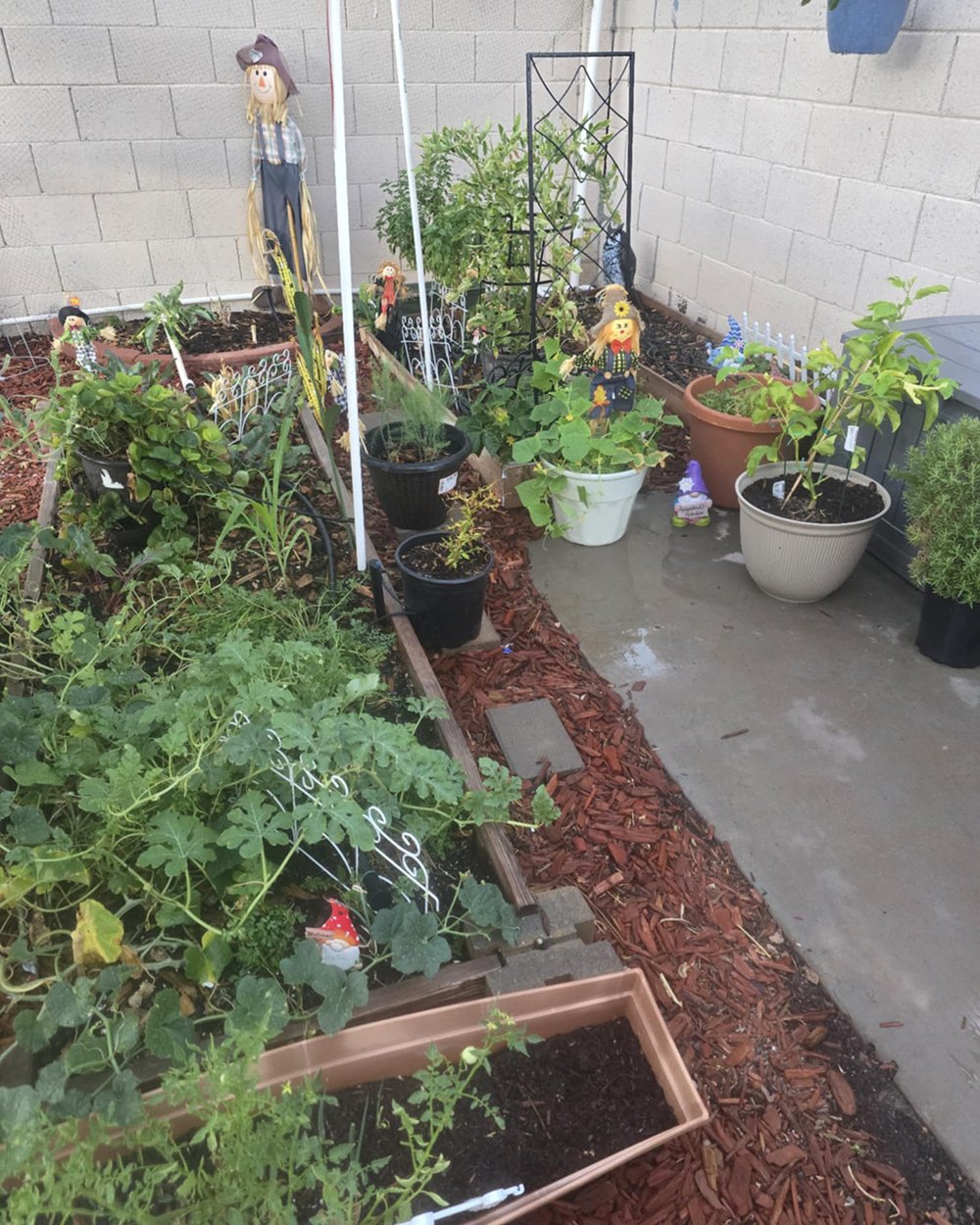 Jardim no Arizona resiste a calor acima de 46 °C com irrigação intensiva e manejo ao amanhecer - Imagem do artigo original