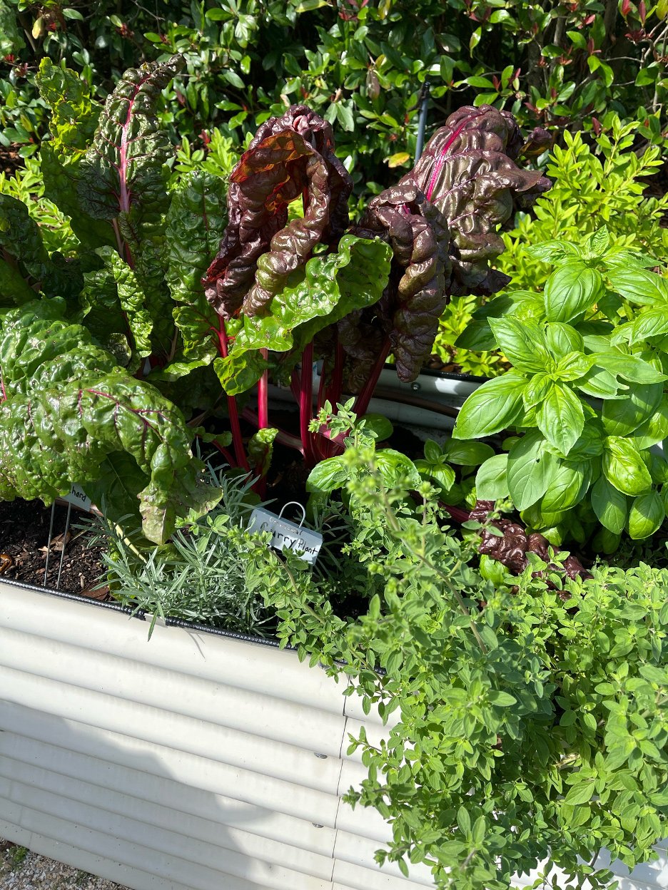 Tour em Ponte Vedra exibe a horta abundante de Anne Ricks - Imagem do artigo original