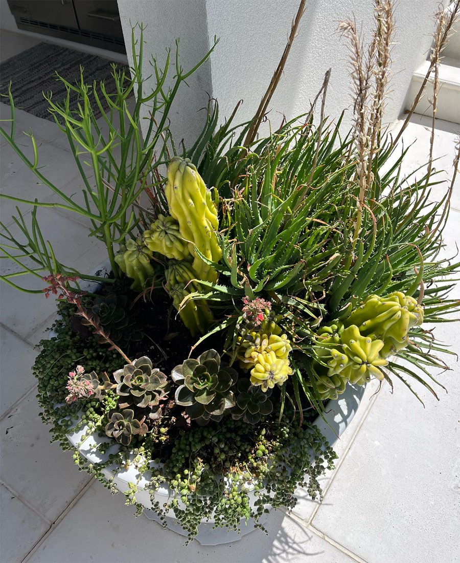 Coleção de cactos transforma pátio interno em atração da Secret Garden Tour em Ponte Vedra Beach - Imagem do artigo original