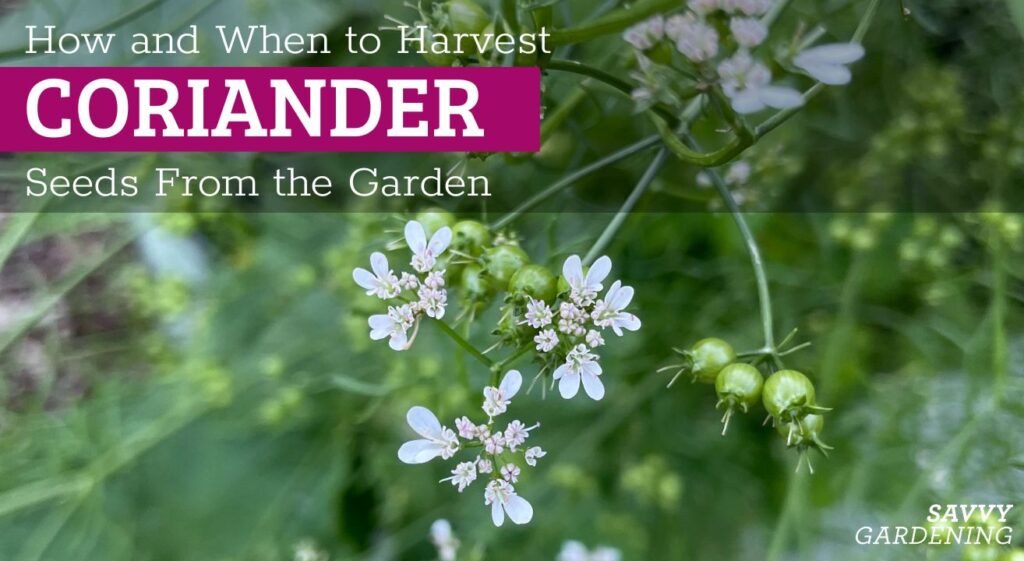 Coentro: como colher, secar e armazenar sementes para uso culinário ou replantio 2 rss featured 14811 1754594780