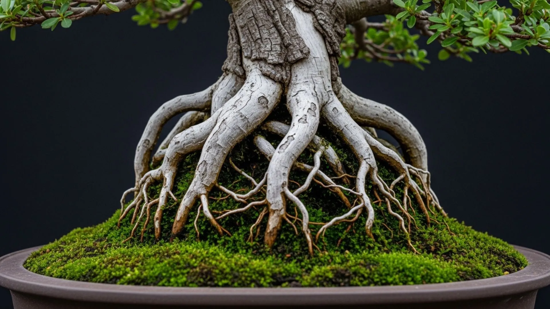 bonsai natural 2