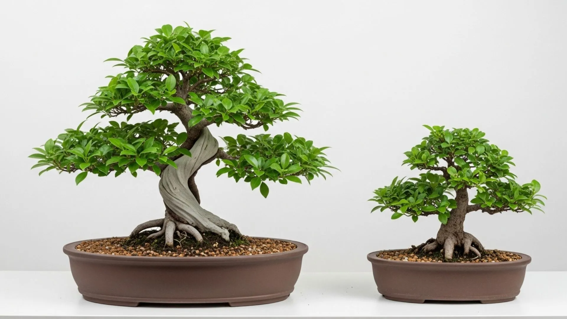 bonsai natural 49